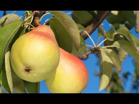 Video: Comice Pear Trees: cultivo de peras Comice en el jardín de la casa