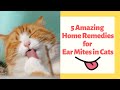 Home Remedies For Ear Mites In Cats