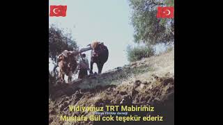 Öküzlerle Tarla Sürmek