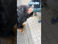 毎朝 優しいご近所さんに可愛がってもらえるバーニーズ🐾