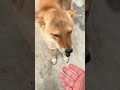 The daily routine of a popular online dog is just too tempting for Ah Huang#Dog-keepin