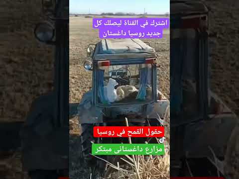 حقول القمح فى روسيا داغستان روسيا المسلمين فلسطين مصر