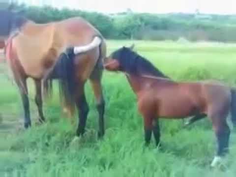 small horse mating with big mere gone wrong........