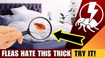 😱 Fleas in Your Bed? ELIMINATE Them FAST! 🐜