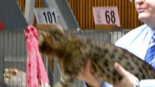 Ocicat at a Cat Show by Silver Cross Fox 1,285 views 14 years ago 55 seconds
