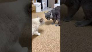 Funny cats 😂 episode 87 #shorts