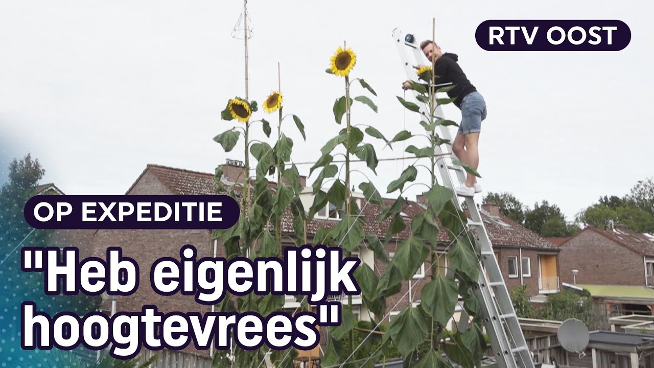 Jeroen (35) kweekt mega-zonnebloemen van zes meter hoog | RTV Oost