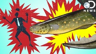 How Do Eels Make Electricity?