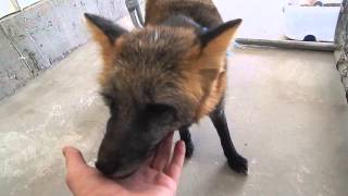 Cute fox extravaganza!
Playing with the same sweet foxes as last time at my friends home, being playful and sweet as usual, running, herping and derping doing what foxes do best, being cute and a lot of fun! This made my day, booping and beeping their nose, seeing them run around, they really are wonderful animals! Cute fox extravaganza!