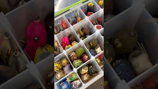Frog fishing rules!🐸@GooganSquad #frogs #fishing #googanbaits #creekkidd #topwater
