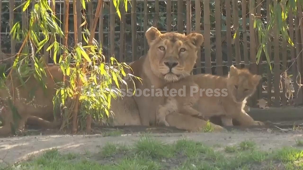 Three newborn lion cubs unveiled at German zoo
