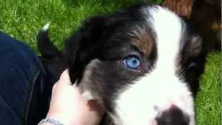 tri coloured border collie puppy