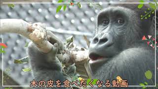 木の皮を食べたくなる動画 京都市動物園 ニシゴリラ 2101 Youtube