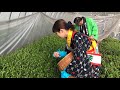 菊川茶娘新茶手摘みムービー