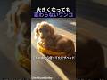 大きくなっても変わらないワンコ