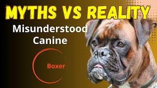 Dog breed often #misunderstood #debunking #unfair #myths #behavior #underrated #underdogs #breed by BreedSpot - Spotting the best dog breeds 126 views 5 months ago 1 minute, 55 seconds