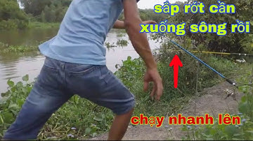Câu cá tra sông gặp con cá quá mạnh nó lôi cần muốn rớt xuống sông điểm này nhiều cá tra khủng