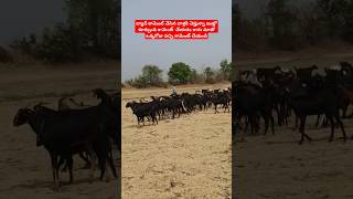ఇంట్లో కూర్చుని కామెంట్ చేయడం కాదు మాతో ఒక్కరోజు వచ్చి కామెంట్ చేయండి sheep farming Telangana
