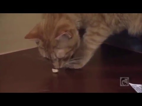 cornell university college of veterinary medicine ranking Taking Your Cat's Temperature Part 5 - Glass Thermometer