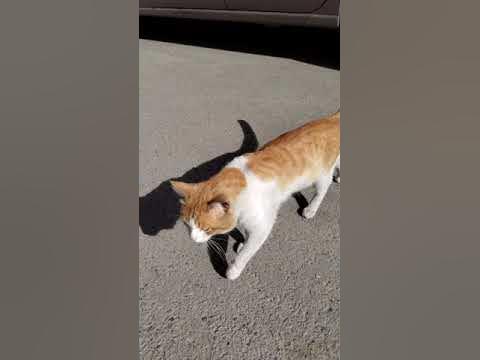 Мен қырынбаған кискаға таңдым (секс фото) Порно ххх бейнелер