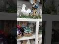 Cowgirl Fashion Western Decor Glass Hen On Nest And More At Tumbleweed Trading Company Cottonwood CA