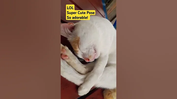 Video 8613021: cat vs cucumber compilation, cute cat kitten grooming, cat kitten funny compilation, compilation cat funny sound, cats funny fails compilation, playing cat vs cucumber