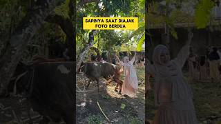 Funny Moment When A Beautiful Woman Takes A Photo With A Sacrificial Cow  lol funny cow s
