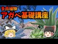 【ゆっくり解説】アガベ基礎講座【多肉植物】