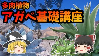 【ゆっくり解説】アガベ基礎講座【多肉植物】