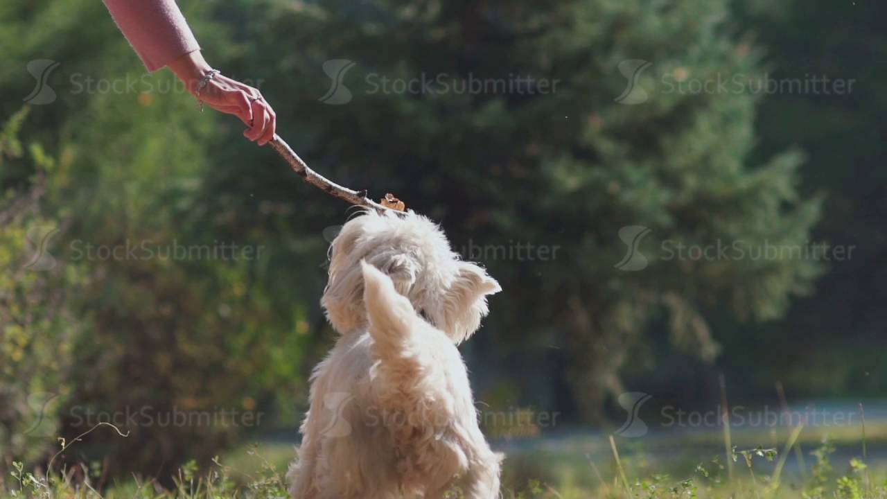 Dog jumps and bites the stick. Dog plays with a branch YouTube
