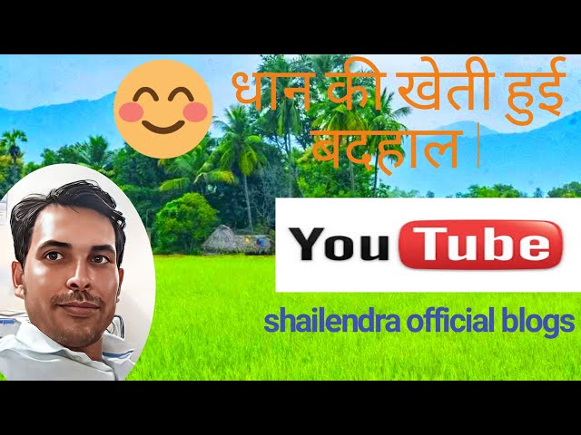 😱 धान की फसल बर्बाद हुई ll  #YouTubevideo #dhan #sinchai class=