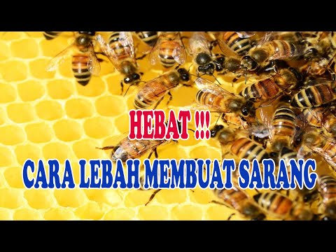 Video: Pemeriksaan Lebah. Kerajaan Lebah - Bahagian Tiga