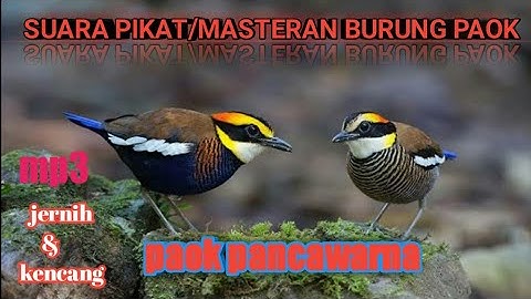 SUARA PIKAT BURUNG PAOK PANCAWARNA #suarapikat