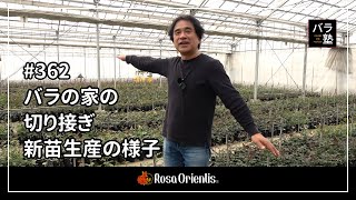 362 Grafting and growing new seedlings at the Rose House - YouTube
