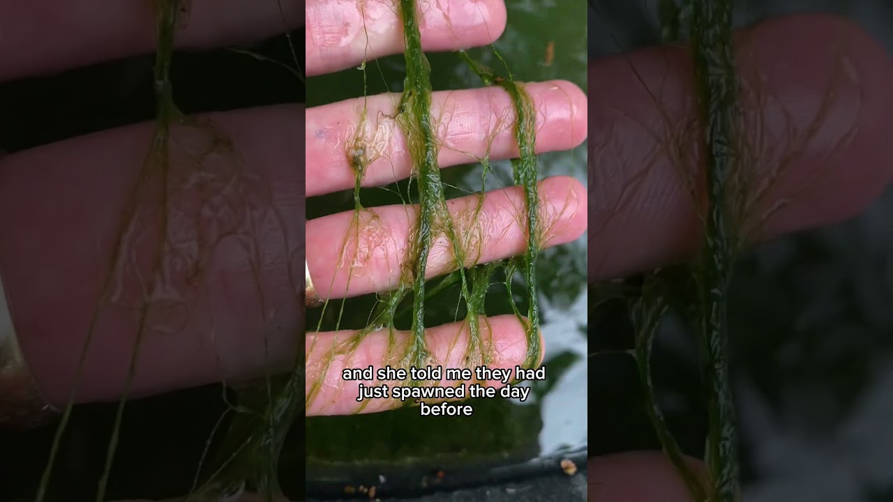 Possible koi goldfish hybrid? 