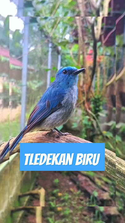 CEK BURUNG TLEDEKAN BIRU GACOR !!!#hewan#kicau#alam#viral