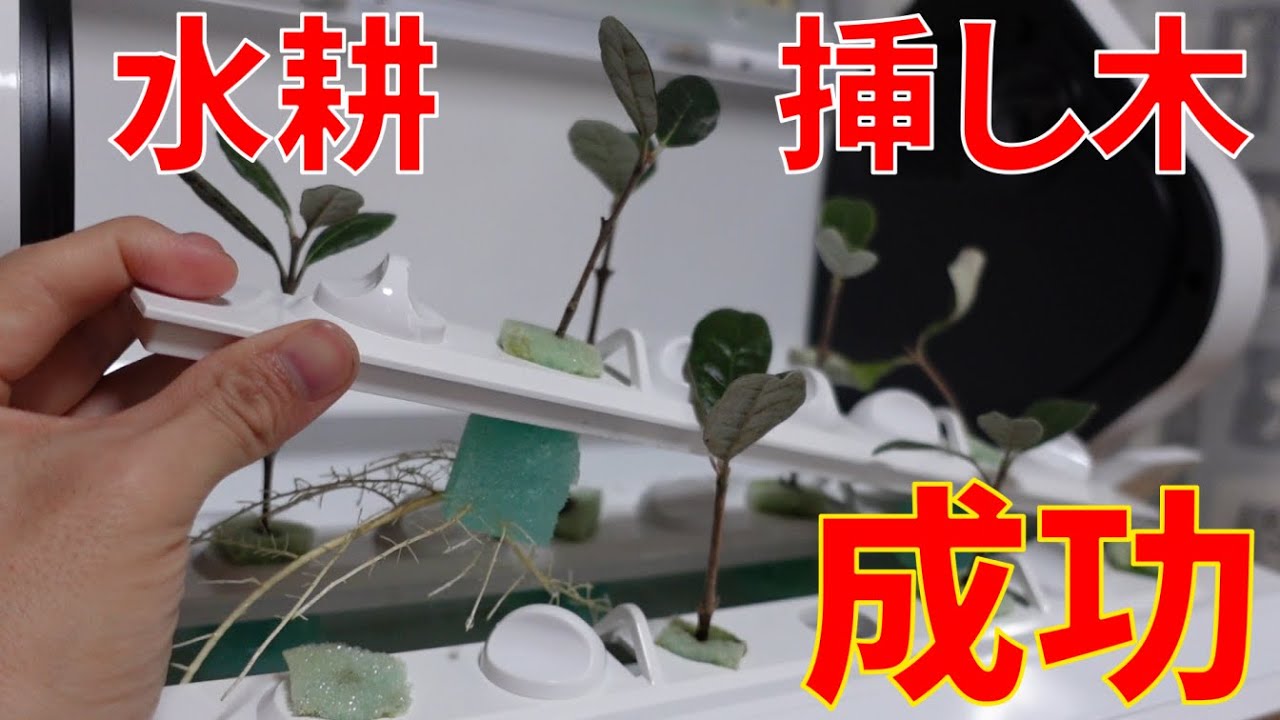 Feijoa 水耕栽培でフェイジョアの挿し木が成功 やさい物語 Youtube