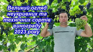 Великий огляд неукривних та технічних сортів винограду 2023