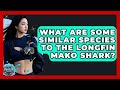 What Are Some Similar Species To The Longfin Mako Shark? - The Marine Life Explorer