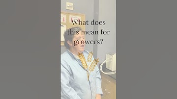 🌾🍞What is a falling number, and why does it matter to grain growers?⁠