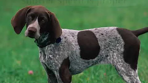 Canon EOS 20D (Chapter 4) Instructional Guide by QuickPro Camera Guides