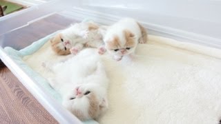 Exotic Shorthair Kittens Waving Hello at 3 Weeks Old