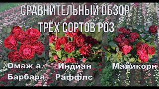 Сравнительный обзор трёх сортов роз.