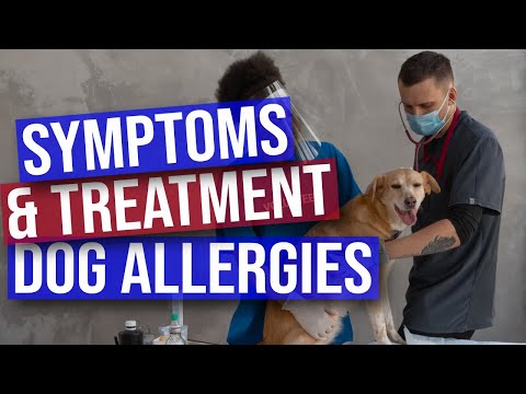 Video: Tekenen En Behandeling Van Hondenallergieën: Hoe Weet U Of Uw Hond Allergieën Heeft?