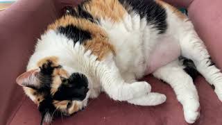Calico Cat MAGIC is beautiful! #viral #catshorts #cats #cat by DIY MY RURAL LIFE! 6 views 9 months ago 7 seconds