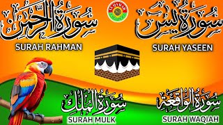 Ep 226 Surah Yaseen 🕋 Surah Rahman 🕋 Surah Waqiah 🕋 Surah Mulk 🕋 Ayatul Kursi @IQRAALQURANKARIM
