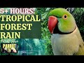 Tropical forest rain  5 hours of calm forest bird and rain sounds  parrot tv for your bird room