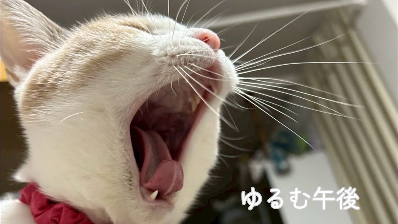 8.イタリアンと笑い声と、猫にとろける午後。| Italian Lunch & a Cozy Cat Afternoon | Japan Vlog