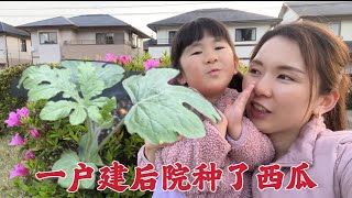 日本生活vlog/日本婆婆來給我做了晚餐我在一戶建後院種上了西瓜