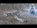 Timber wolf release by john oens 2015